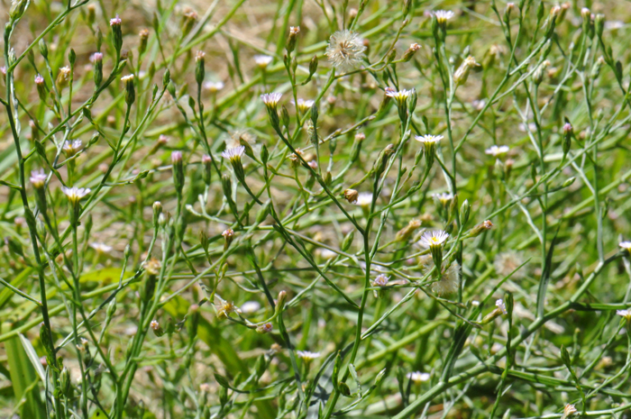Laennecia coulteri, showing a large cluster of beautiful white and yellow flowers; Coulter's Horseweed